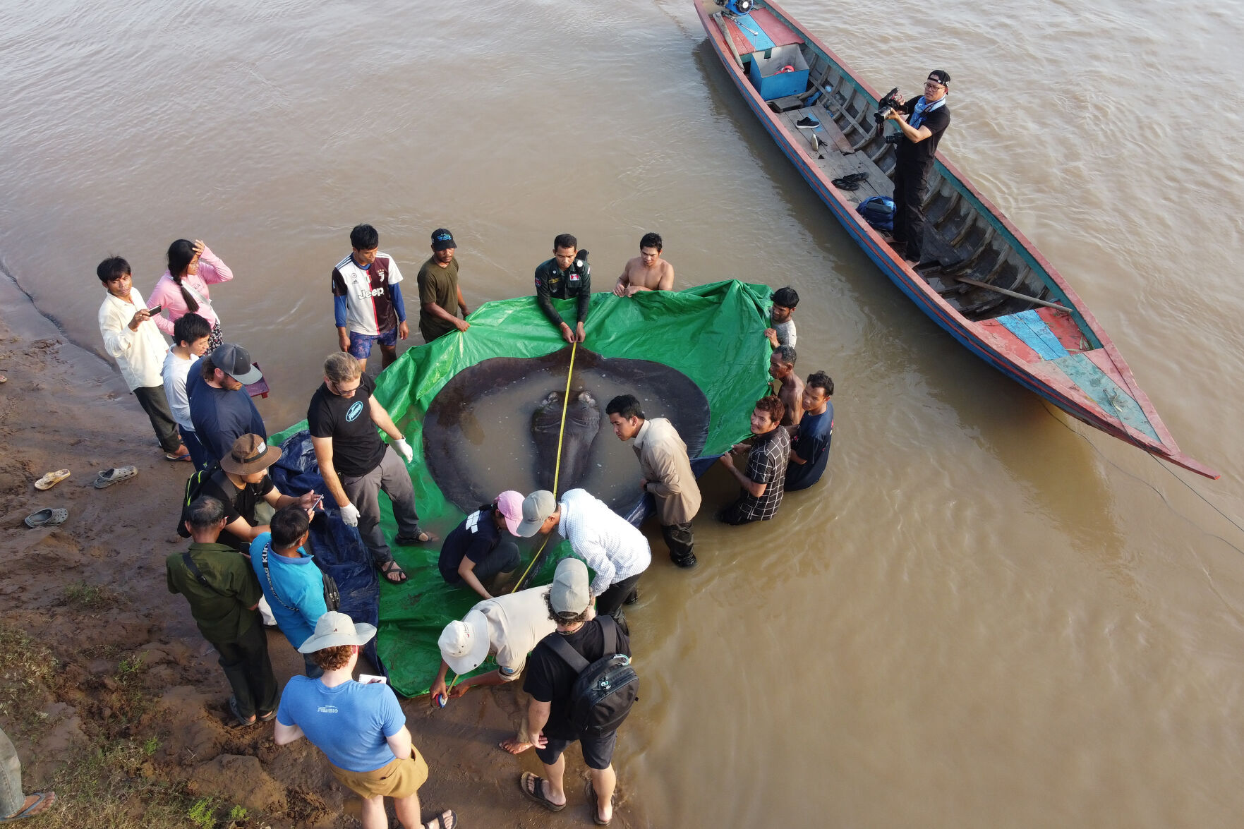 Cambodia Giant Stingray